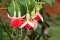 Fuchsia flowers Royalty Free Stock Photo