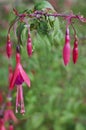 Fuchsia flowers closeup with morning dew drops Royalty Free Stock Photo
