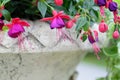 Fuchsia flowers in a flowerpot close-up in a city park.