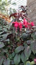 Fuchsia flowers with green leaves plants