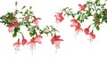 Fuchsia flowers over white background