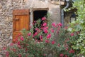 Fuchsia flowers over a window Royalty Free Stock Photo