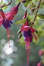 Fuchsia flowers Royalty Free Stock Photo