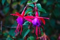 Fuchsia flowers Royalty Free Stock Photo