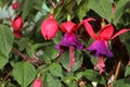 Fuchsia Fuchsia hybrida