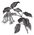 Fuchsia fulgens vintage engraving