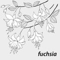 369 fuchsia, vector illustration, isolate on gray background