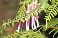 Fuchsia heath Epacris longiflora Growing in a Forest