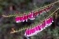 Fuchsia Heath