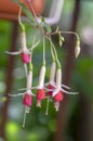 Fuchsia hybrida celia smedley white red flowering plant, group of beautiful ornamental pot flowers in bloom