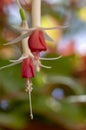 Fuchsia hybrida celia smedley white red flowering plant, group of beautiful ornamental pot flowers in bloom