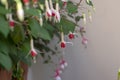 Fuchsia hybrida celia smedley white red flowering plant, group of beautiful ornamental pot flowers in bloom