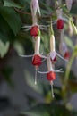 Fuchsia hybrida celia smedley white red flowering plant, group of beautiful ornamental pot flowers in bloom