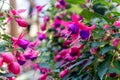 a fuchsia hybrida Royalty Free Stock Photo