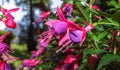 a fuchsia hybrida Royalty Free Stock Photo