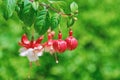 Fuchsia Hybrida Flowers