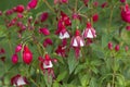 Fuchsia Fuchsia hybrida