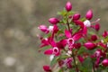 Fuchsia Fuchsia hybrida