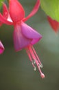 Fuchsia hybrida Hort