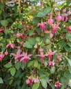 Fuchsia hybrida, a small shrub with beautiful, bell-shaped, odorless flowers