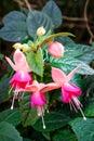 Fuchsia hybrids flowers or lady\'s eardrops blooming in garden background Royalty Free Stock Photo