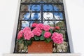 Fuchsia hydrangea and decorated window scenic view in Positano, Amalfi coast