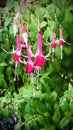 Fuchsia. imagine like a hanging basket.