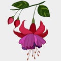 483 fuchsia, vector illustration, isolate on gray background