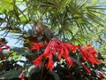 Fuchsia Koralle and palm Royalty Free Stock Photo
