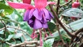 Fuchsia , ladyÃ¢â¬â¢s eardrops, blooms shape, color pattern, blooms can be bicolors, as well as red, purple, and pink. Royalty Free Stock Photo