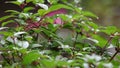 Fuchsia leaves in rain
