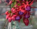 Fuchsia lowers for patio garden balkon Close up