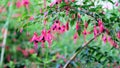 Fuchsia magellanica flowers with blurred background