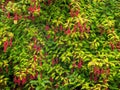 Fuchsia magellanica. Hardy garden plant, aka the Hummingbird Fuchsia. Royalty Free Stock Photo