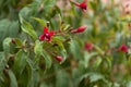 Fuchsia magellanica head on.