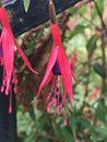 Fuchsia magellanica or Hummingbird fuchsia or Hardy fuchsia flower.