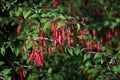 Fuchsia Magellanica Riccartonii