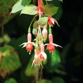 Fuchsia Royalty Free Stock Photo