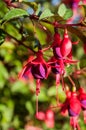 Fuchsia Royalty Free Stock Photo