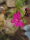 Fuchsia Orchid Flower