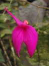 Fuchsia Orchid