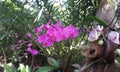 Fuchsia orchid flowers isolated on a tropical garden background