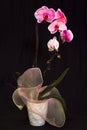 Fuchsia Orchids against Black Royalty Free Stock Photo