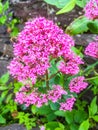 Shrubby Fuchsia in full bloom Royalty Free Stock Photo