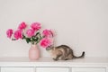 fuchsia peonies in vase in bright room on a white chest. A gray beautiful cat is sitting next to flowers. cozy house, fresh flower