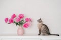 Fuchsia peonies in vase in bright room on a white chest. A gray beautiful cat is sitting next to flowers.