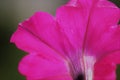 Fuchsia Petunia Blossom