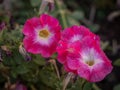 fuchsia petunias close up in the garden with natural green background Royalty Free Stock Photo