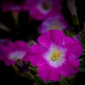 fuchsia petunias in the garden Royalty Free Stock Photo