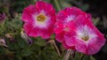 fuchsia petunias in the garden Royalty Free Stock Photo